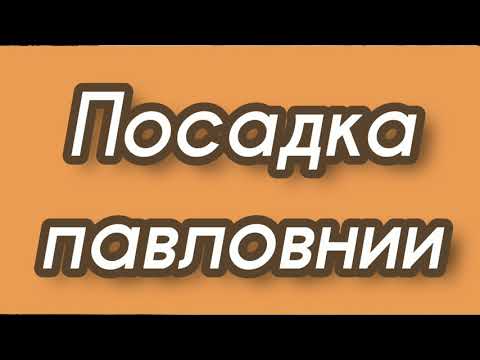 Посев семян медоносных деревьев. Павловния-медовое дерево+. 24/03/2021