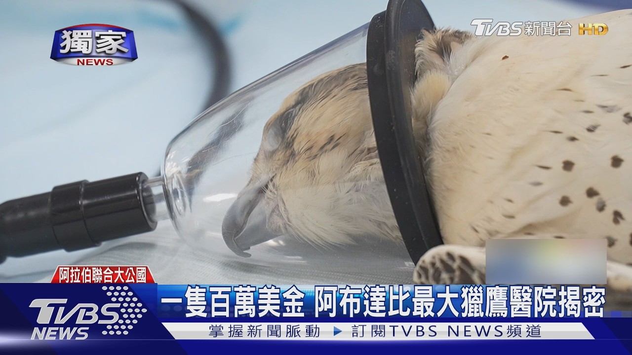 獨／阿布達比獵隼醫院揭密　百萬身價猛禽擁專屬醫生、搭頭等艙出遊