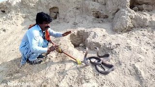 Jogi Caught Two Very Dangerous Poisonous Snakes / SNAKE MAN