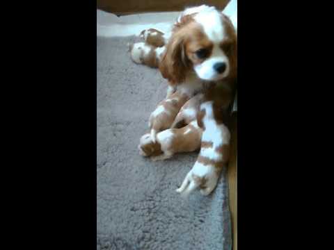 Puppies Aldaha Gold Angel's Pride ZIP Me Up x Brenhora Head Over Heels