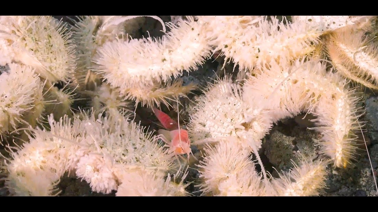 Costa Rican Deep Sea Connections - Week 01 Video Update - FK190106