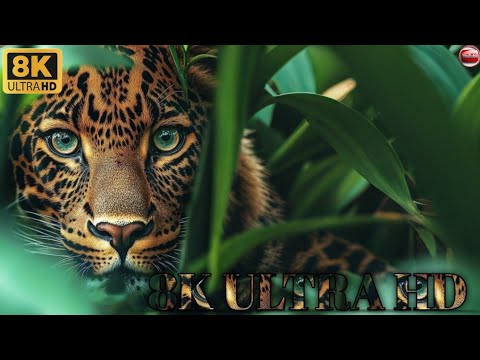 #ANIMALS OF AMAZON RAINFOREST 8K Ultra HD - Jungle Wildlife and Sounds