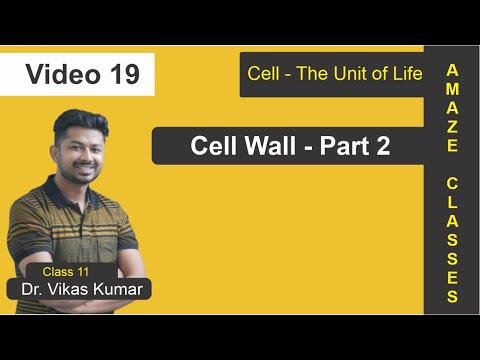 Amaze Classes Chandigarh Video 4