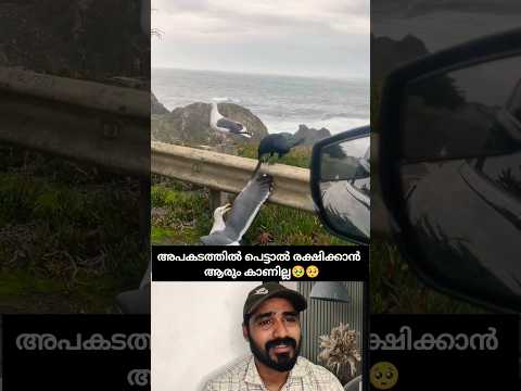 നിന്നെ രക്ഷിക്കാൻ നീ മാത്രമേ കാണൂ 🥹 #shorts #love #reaction #birds #viral