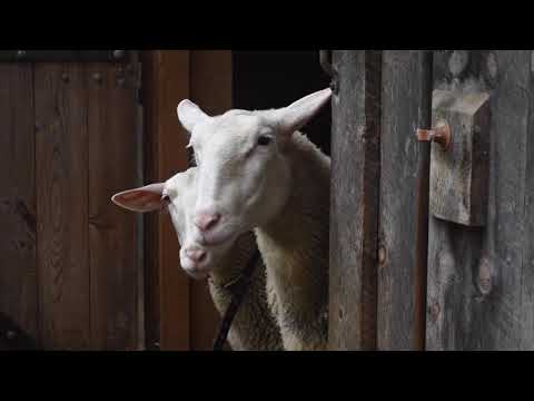 A Film on Making Sheep Manchego