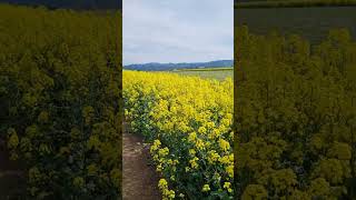 本州最大級で春限定！横浜町の菜の花ロードの巨大迷路