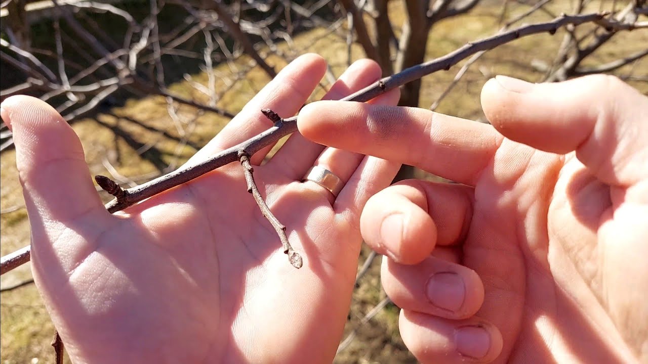 Cea mai importantă ramura de rod ! Tepusa!