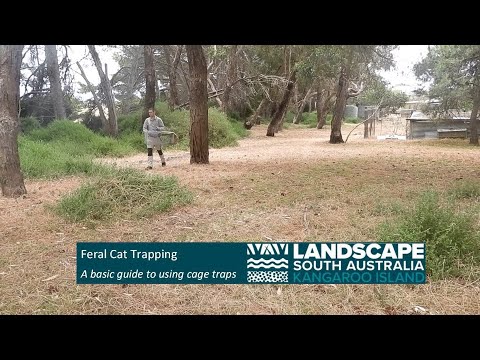 Feral Cat trapping on Kangaroo Island