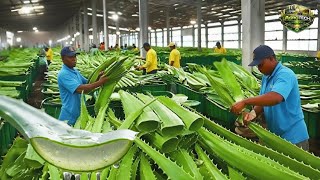 INSANE Aloe Vera Gel Factory – How Millions of Liters Are Produced Every Day.
