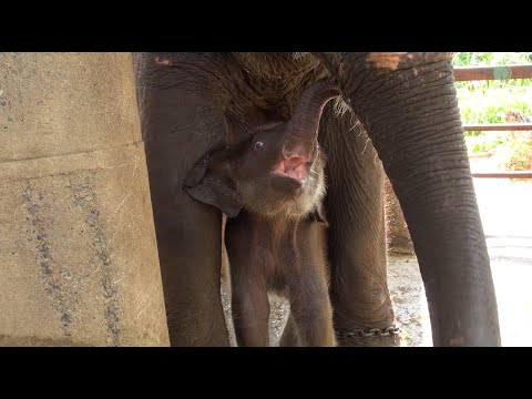 Baby Elephant Wan Mai's Journey And Her Life After Being Rescued For Three Years - ElephantNews
