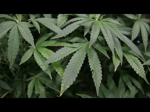 Needles, the city that has become attractive to cannabis production and sales companies