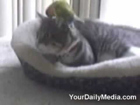 Patient Cat   Video on FreeFunnyVideo org