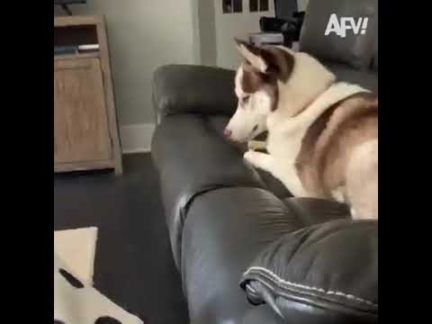 dogs funny moments