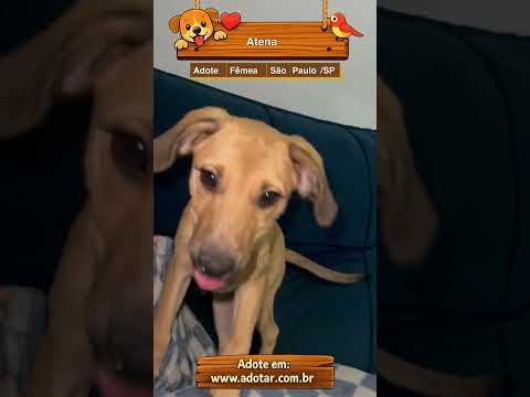 Vídeo de Atena