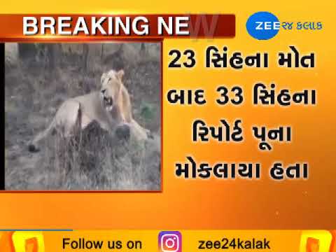Lion Deaths: Blood samples of 33 lions tested negative for CDV virus - Zee 24 Kalak