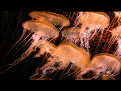 Adam Liria - Invisible Life