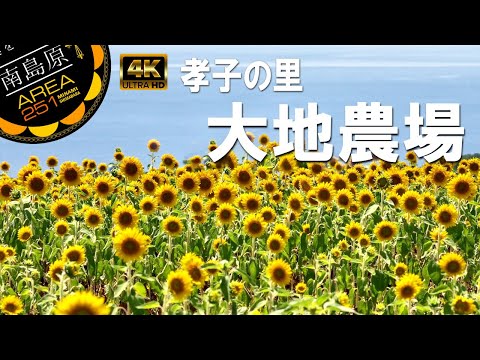大地農場 ひまわり畑｜南島原市加津佐町｜孝子の里｜南島原ひまわり観光協会