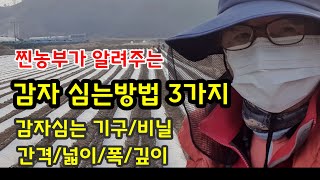 감자심는방법 3가지 멀칭비닐 간격 폭 높이 깊이까지 상세히 [감자재배기술]