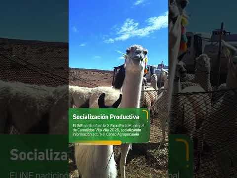 El INE participó en la X Expo Feria del Camélido Vila Vila 2026, rumbo al  Censo Agropecuario