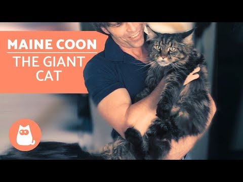 MAINE COON – Characteristics, Character and Care