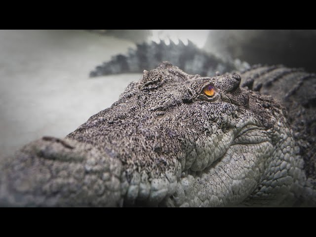 Judge.me YouTube video placeholder