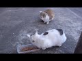 White Cat Scared Of Ginger Cat