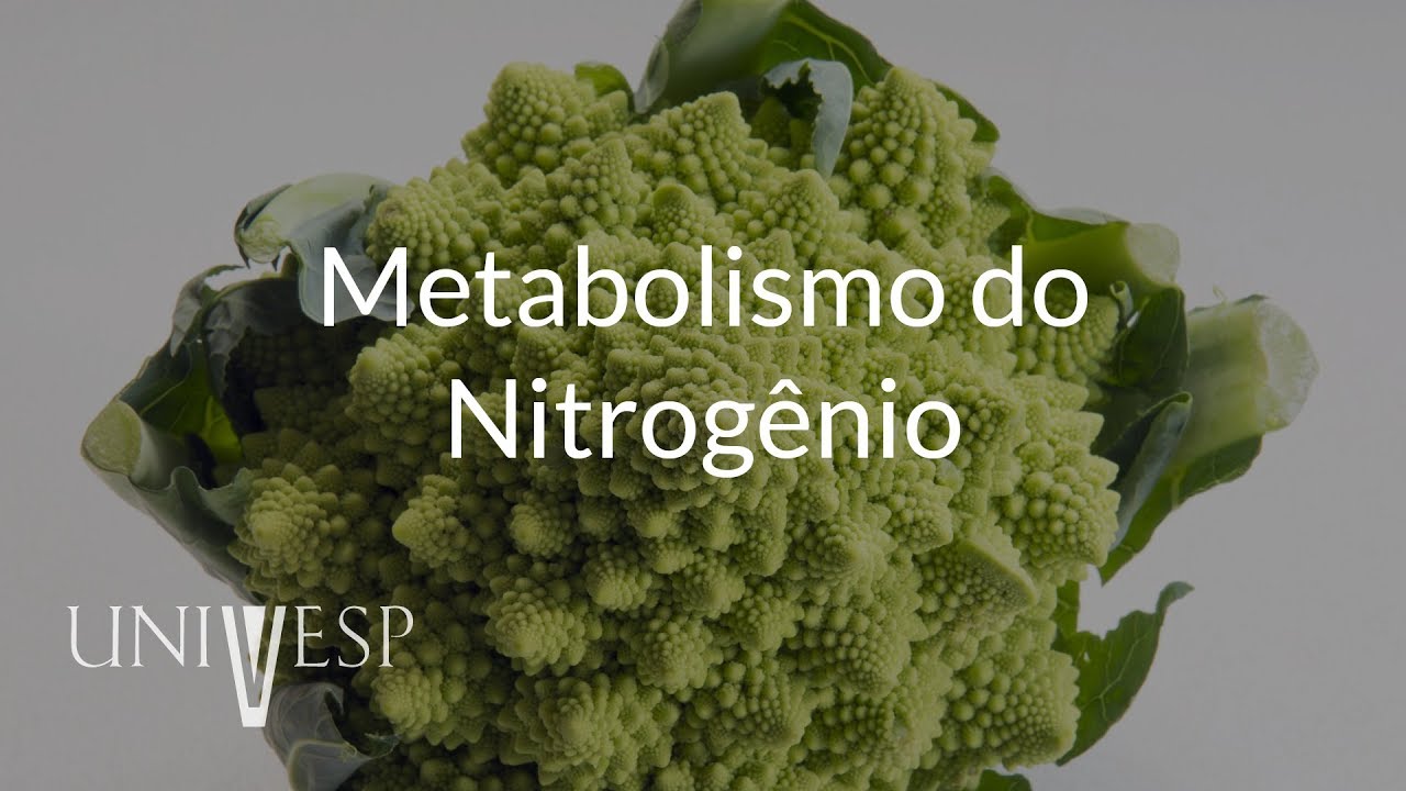 Fisiologia Vegetal - Aula 04 - Metabolismo do Nitrôgenio