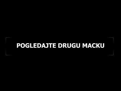 *MAČKA NEĆE DA ZGAZI KUR'AN!* ( OVO MORATE POGLEDATI)
