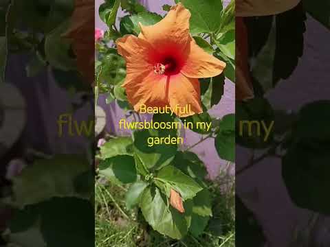 beautyfull flowers#bloosm  welcoming us#own garden#meri taraha....