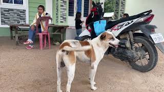 These 2 dogs are very smart. They know how to play. I like to play with them.