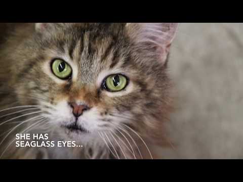 Cosette, A Maine Coon Cat (Status - Adopted)