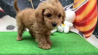 ハーフ犬の動画01