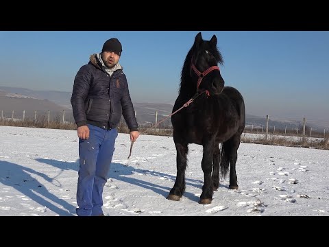 Manjii (Caii) lui Ciocolata de la Gilau, Cluj - 2020 Nou!!!