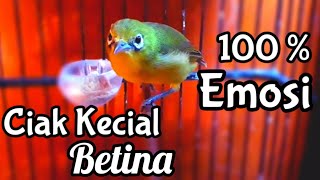 Download lagu CIAK KECIAL KUNING BETINA Memanggil Jantan Bikin Cepat Kecial Gacor Langsung Nyaut (28/06/20) mp3