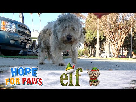 I surprised this homeless dog and the result was a Christmas Miracle. 🎄🎁