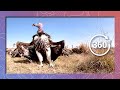 Vultures Feed On Wildebeest Wildlife In 360 VR
