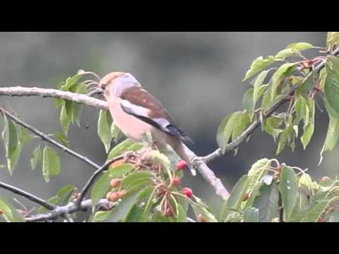 Kernbeisser fressen Kirschkerne