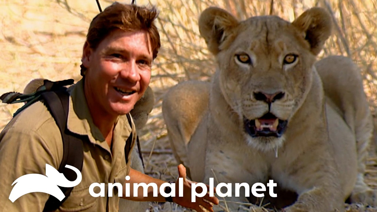 Steve Irwins Explores the WILDS of AFRICA! | The Crocodile Hunter | Animal Planet