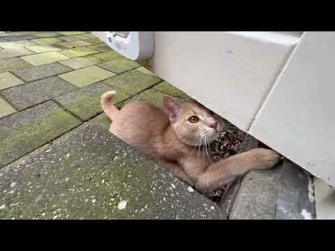 Catch me if you can hooman