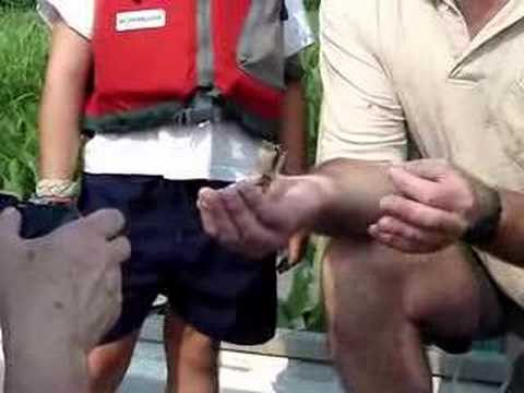 Day Old Osprey Chick June 19 2007