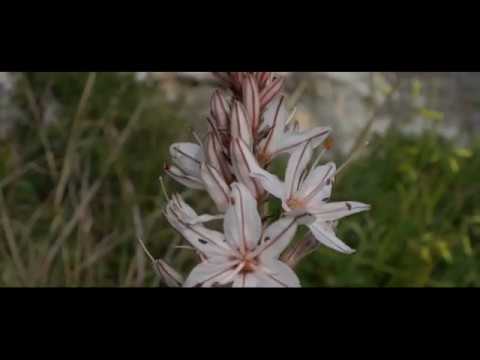 Tihom Widen   Walter Micallef f'Wied Bassasa