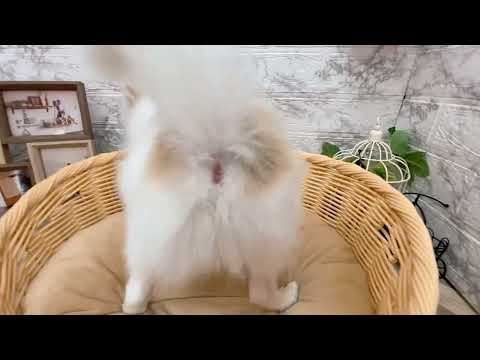 136415ハーフ犬（父：ポメラニアン　母：チワワ（ロング）