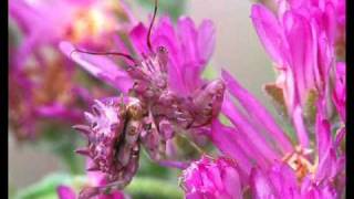 RZA - Mantis Looped Instrumental