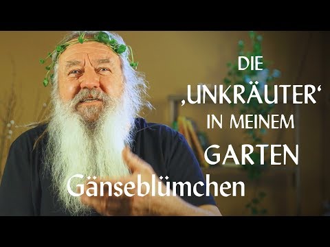 Gänseblümchen