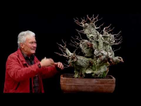 SandevBonsai - 2018. Bonsai sessions with Walter Pall/Part 5