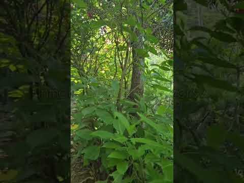 ((Vendido))..Tacuba, Ahuachapan. 3 mz de terreno. Mas información al 7639 4721.