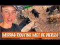 De gevonden pups zijn zo groot geworden! | DierenpraatTV
