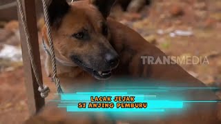 Download lagu Lacak Jejak Si Anjing Pemburu | SI OTAN (04/01/24) mp3 Download lagu Lacak Jejak Si Anjing Pemburu | SI OTAN (04/01/24) mp3