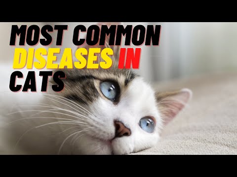 The 10 Most Common Diseases in Cats