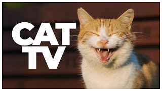CAT TV | 10 Hours of Birds, Nature Scenes & Relaxing Cat Music | Enrichment & Entertainment for Cats